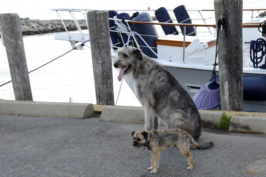 Going to the dogs in Martha’s Vineyard